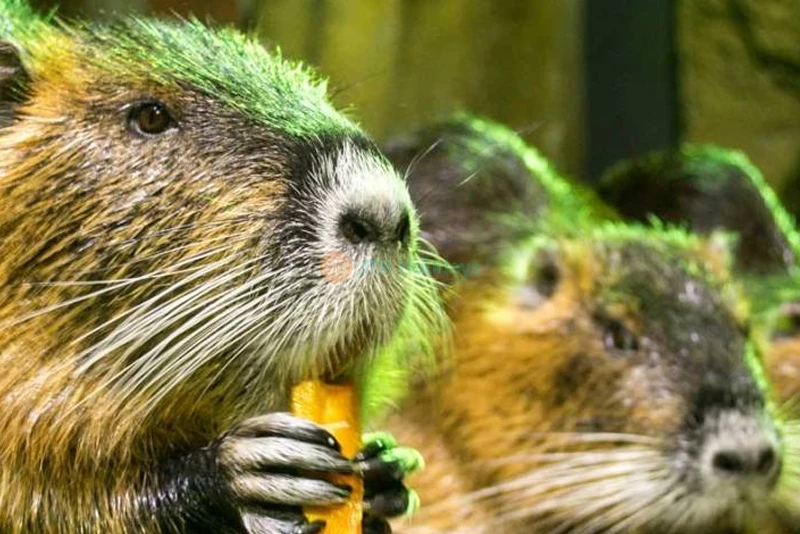 Emaar Aquarium and Underwater Zoo Istanbul | Dive into a Marine Adventure - JTR Holidays - Image 6 of 10