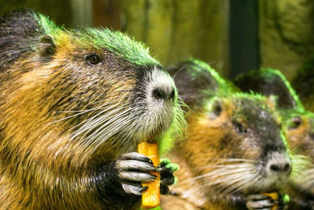 伊斯坦布尔伊玛尔水族馆及水下动物园 - Image 6 of 10