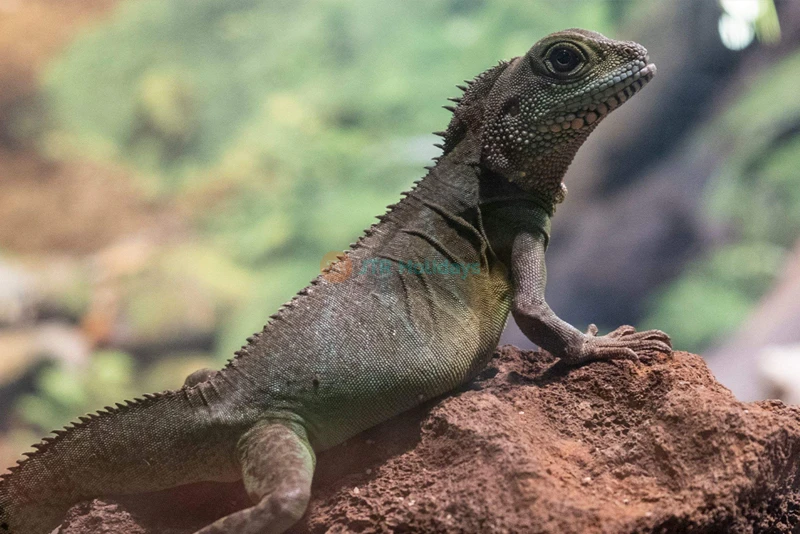 Aquarium et Zoo sous-marin Emaar Istanbul - Image 7 of 10