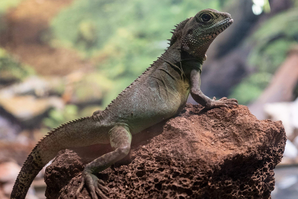 伊斯坦布尔伊玛尔水族馆及水下动物园 - Image 7 of 10