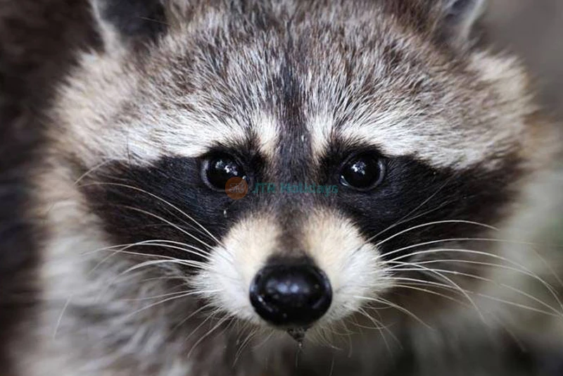 Emaar Aquarium and Underwater Zoo Istanbul | Dive into a Marine Adventure - JTR Holidays - Image 8 of 10