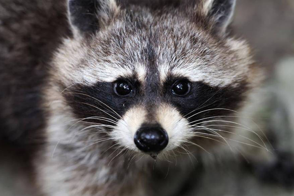 伊斯坦布尔伊玛尔水族馆及水下动物园 - Image 8 of 10