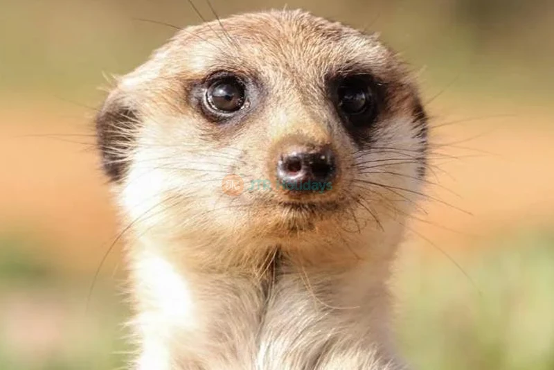 Aquarium et Zoo sous-marin Emaar Istanbul - Image 9 of 10