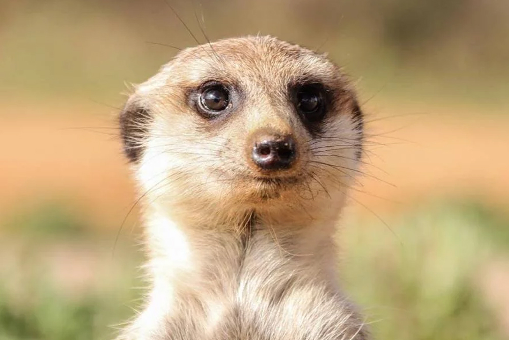 伊斯坦布尔伊玛尔水族馆及水下动物园 - Image 9 of 10