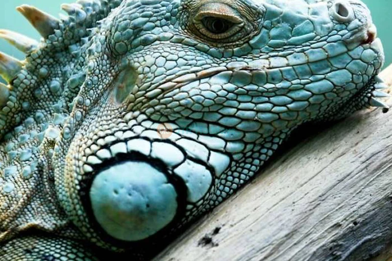 Emaar Aquarium and Underwater Zoo Istanbul | Dive into a Marine Adventure - JTR Holidays - Image 10 of 10