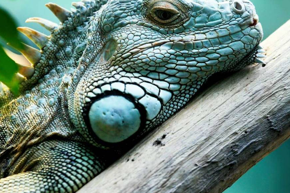 伊斯坦布尔伊玛尔水族馆及水下动物园 - Image 10 of 10