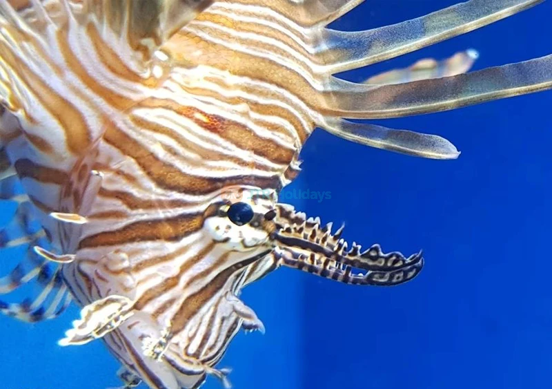 Aquarium of Naples & Darwin Dohrn Museum ticket in Naples