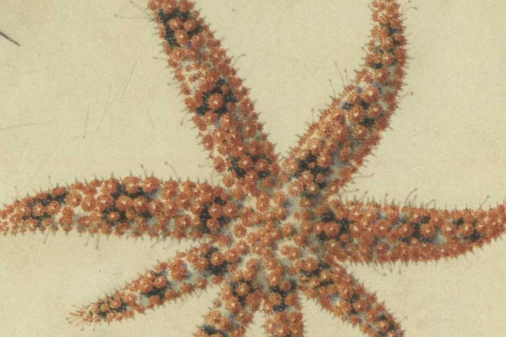 Aquarium of Naples & Darwin Dohrn Museum ticket in Naples - Image 2 of 5