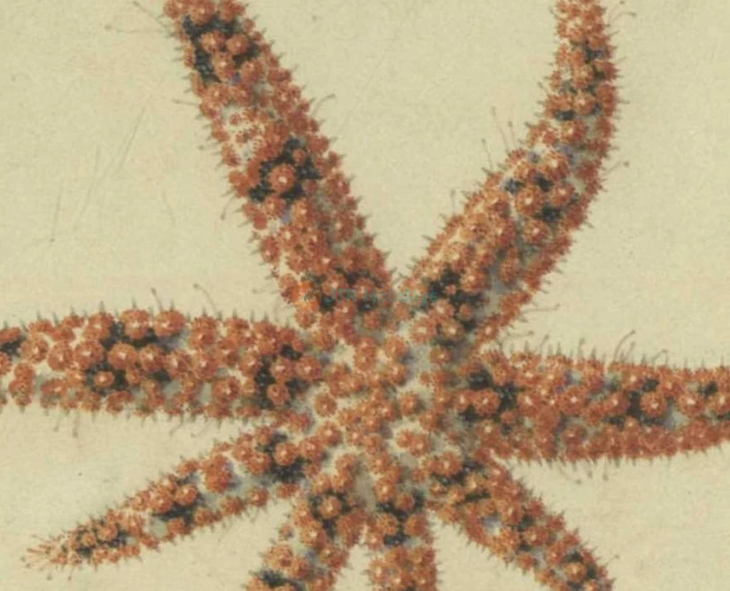 Entrada para el Acuario de Nápoles y Museo Darwin Dohrn en Nápoles - Imagen 2 de 5