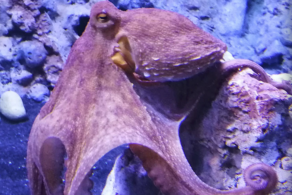 Aquarium of Naples & Darwin Dohrn Museum ticket in Naples - Image 3 of 5