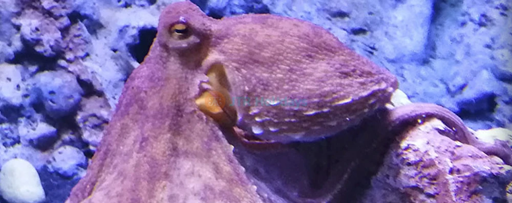 Aquarium of Naples & Darwin Dohrn Museum ticket in Naples - Image 3 of 5