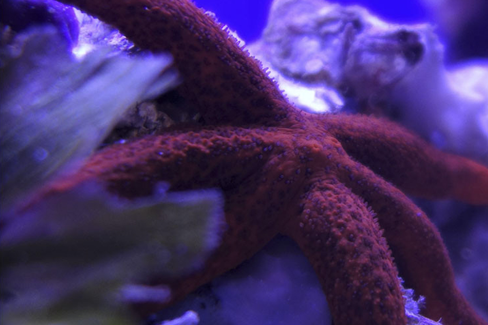 Aquarium of Naples & Darwin Dohrn Museum ticket in Naples - Image 4 of 7