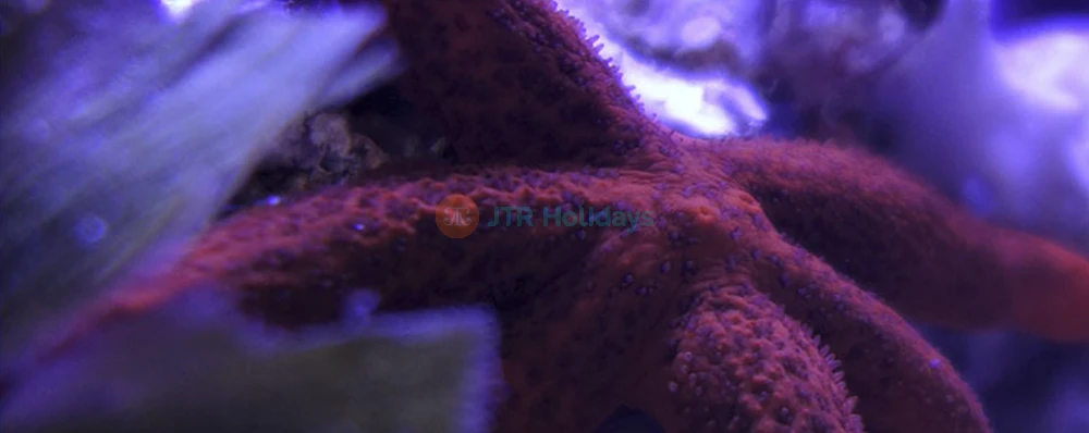 Entrada para el Acuario de Nápoles y Museo Darwin Dohrn en Nápoles - Imagen 4 de 5