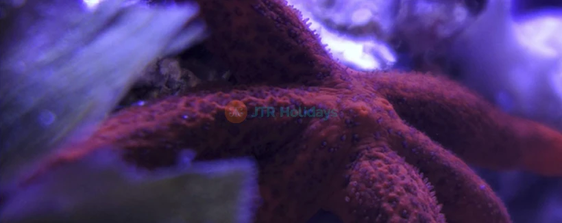 Aquarium of Naples & Darwin Dohrn Museum ticket in Naples - Book your Aquarium of Naples & Darwin Dohrn Museum ticket and explore one of Europe’s oldest aquariums. Discover Mediterranean marine life and learn about ocean conservation. Visit the museum dedicated to Charles Darwin and Anton Dohrn’s legacy. Experience the evolution of marine research in a historic setting. Plan your visit to this top Naples attraction today! Aquarium of Naples & Darwin Dohrn Museum ticket in Naples - Image 4 of 5