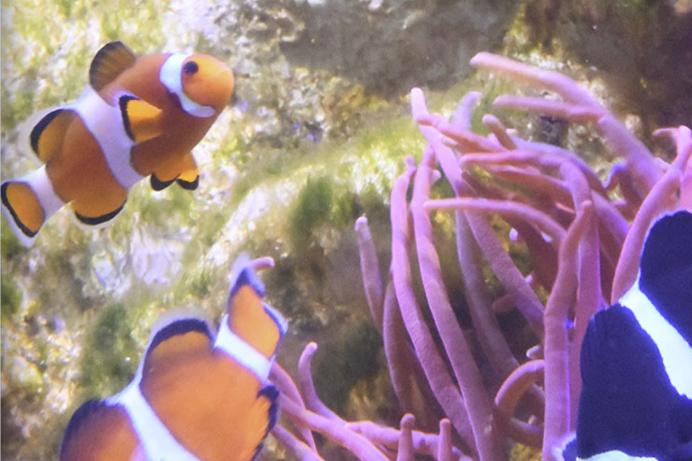 Aquarium of Naples & Darwin Dohrn Museum ticket in Naples - Image 5 of 5