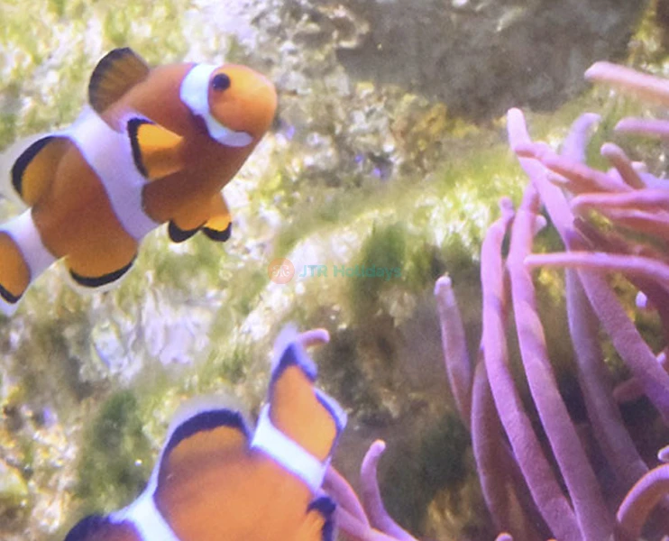 Aquarium of Naples & Darwin Dohrn Museum ticket in Naples - Image 5 of 5