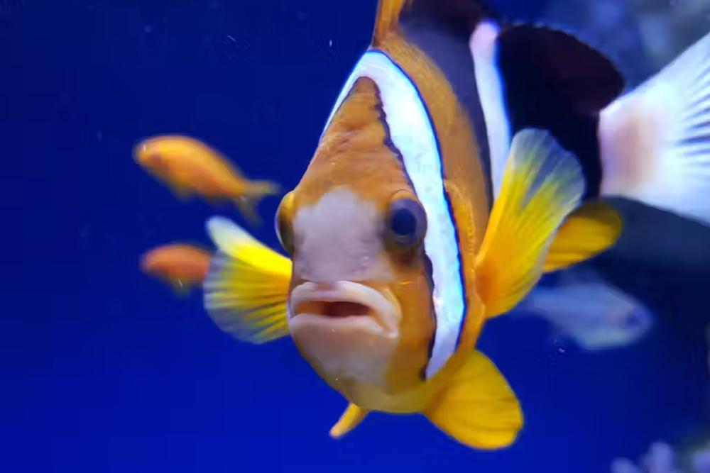 Aquarium of Naples & Darwin Dohrn Museum ticket in Naples - Image 6 of 7