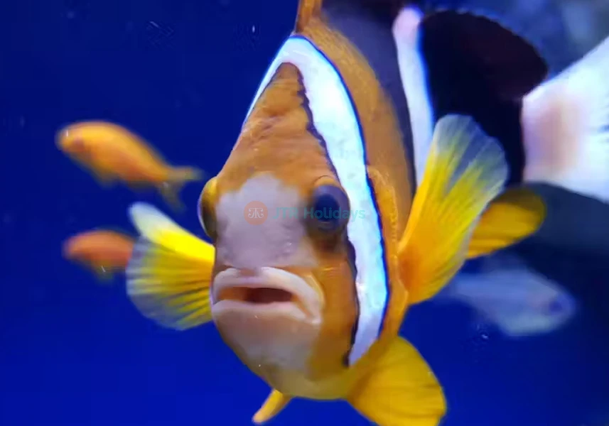 Entrada para el Acuario de Nápoles y Museo Darwin Dohrn en Nápoles - Image 6 of 7