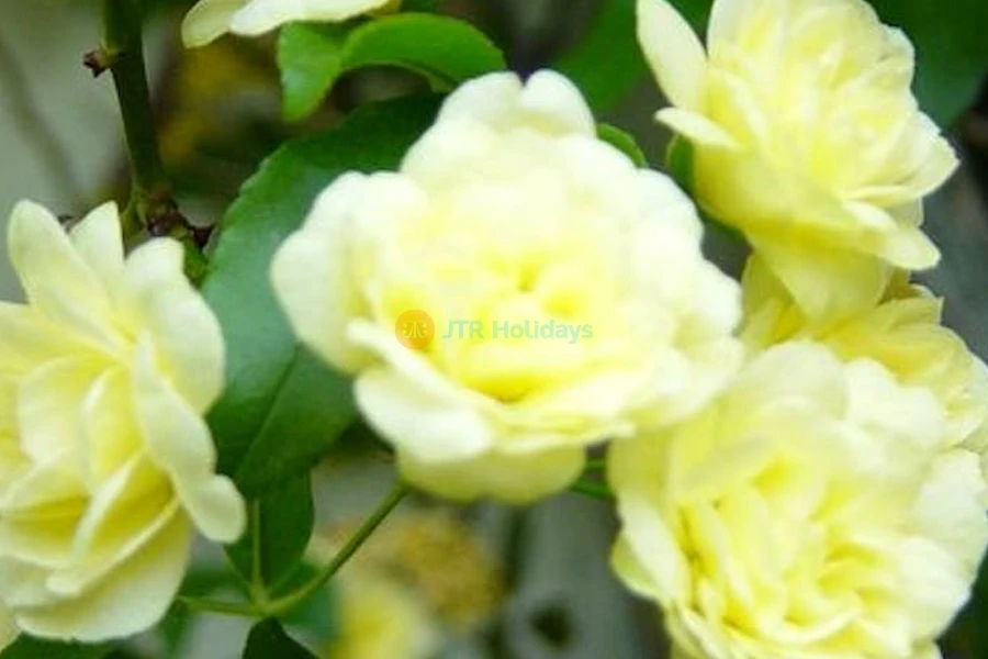 Pitti Palace & Boboli Gardens Ticket | Discover Florence’s Royal Beauty - JTR Holidays - Image 7 of 9