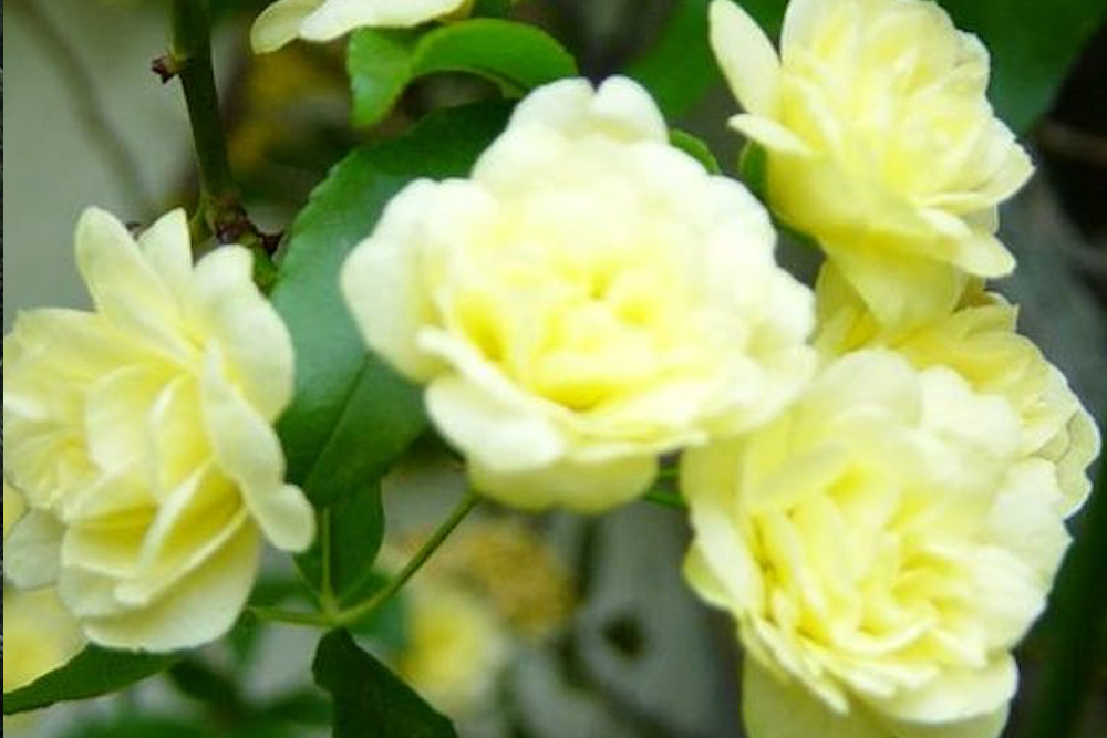 Entrada al Palacio Pitti y Jardines de Boboli en Florencia - Image 7 of 9