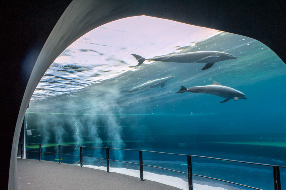 热那亚水族馆和幻想电影门票 - 预订您的热那亚水族馆和幻想电影门票,享受在热那亚难忘的体验。发现意大利最大的水族馆,欣赏鲨鱼、海豚和罕见的海洋生物。进入奇幻电影的世界,感受标志性电影纪念品。适合所有年龄段的完美冒险! 热那亚水族馆和幻想电影门票 - 图片 1 的 5