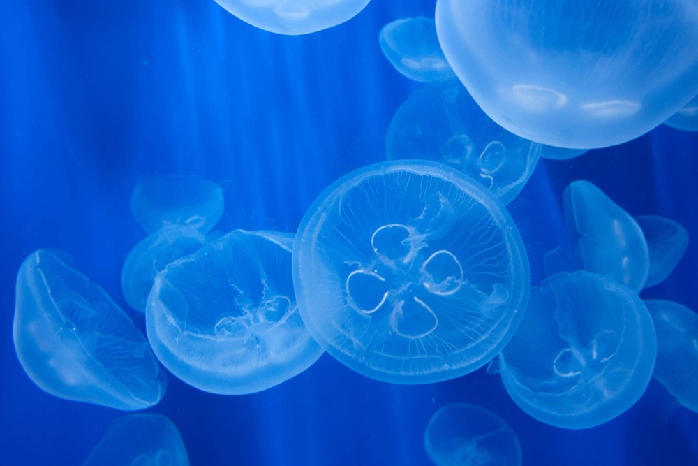 تذكرة حوض أسماك جنوة وفانتاسينيما في جنوة - Image 2 of 8