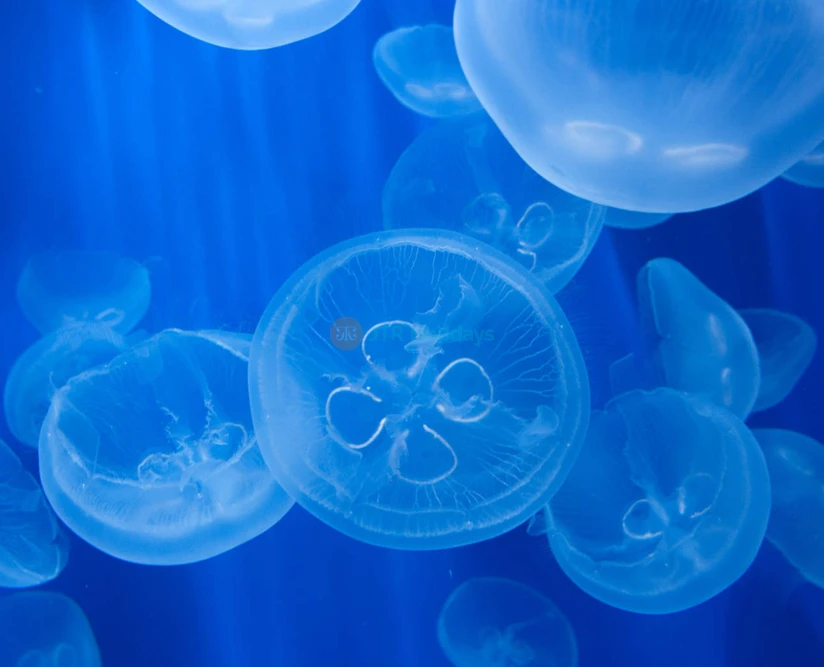 Acquario di Genova & Fantacinema Ticket | Explore Marine Life & Cinema Magic - JTR Holidays - Image 2 of 5