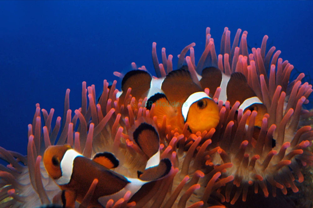Acquario di Genova & Fantacinema Ticket | Explore Marine Life & Cinema Magic - JTR Holidays - Image 8 of 8