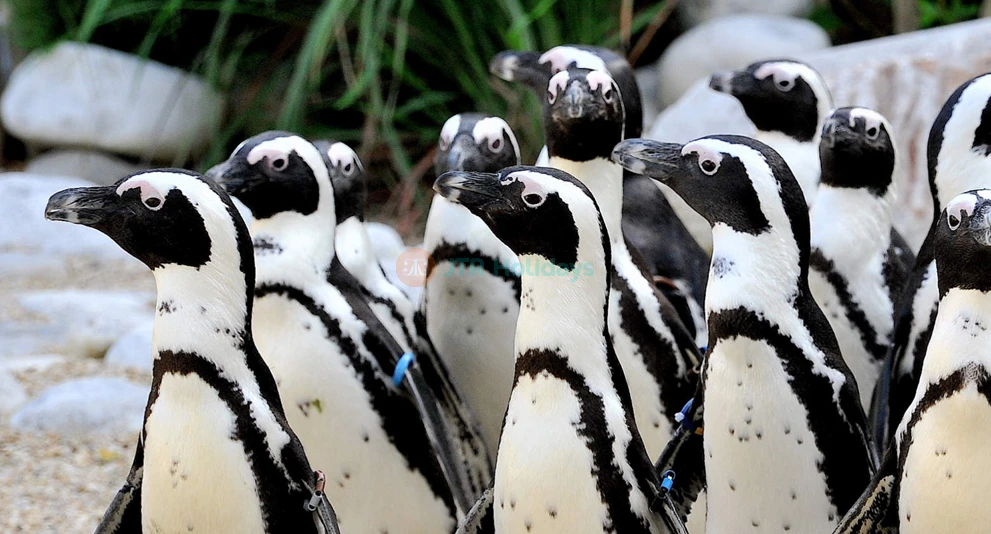 Bioparco di Roma | Visit Rome’s Famous Zoo in Villa Borghese - JTR Holidays - Image 1 of 5