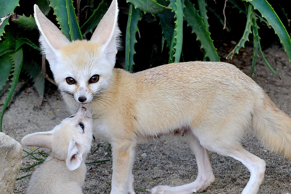바이오파르코 디 로마 - Image 3 of 6