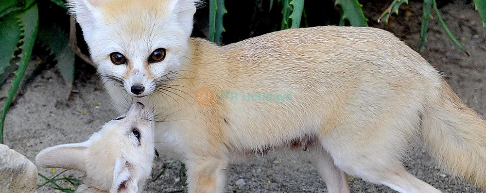 Bioparco di Roma | Visit Rome’s Famous Zoo in Villa Borghese - JTR Holidays - Image 3 of 5