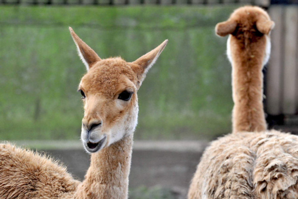 바이오파르코 디 로마 - 이미지 4 중 5