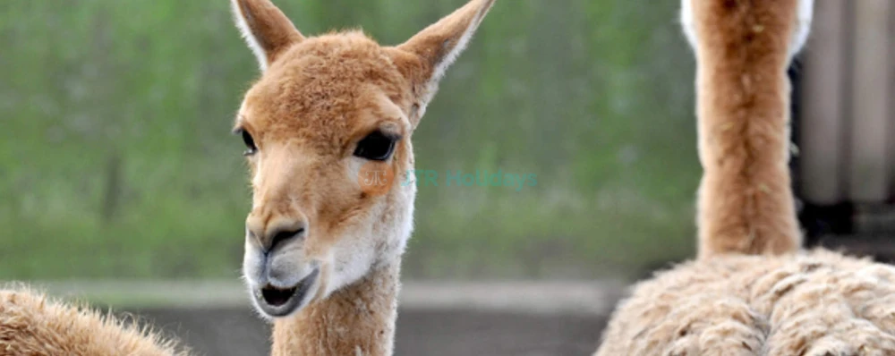 Bioparco di Roma | Visit Rome’s Famous Zoo in Villa Borghese - JTR Holidays - Image 4 of 5