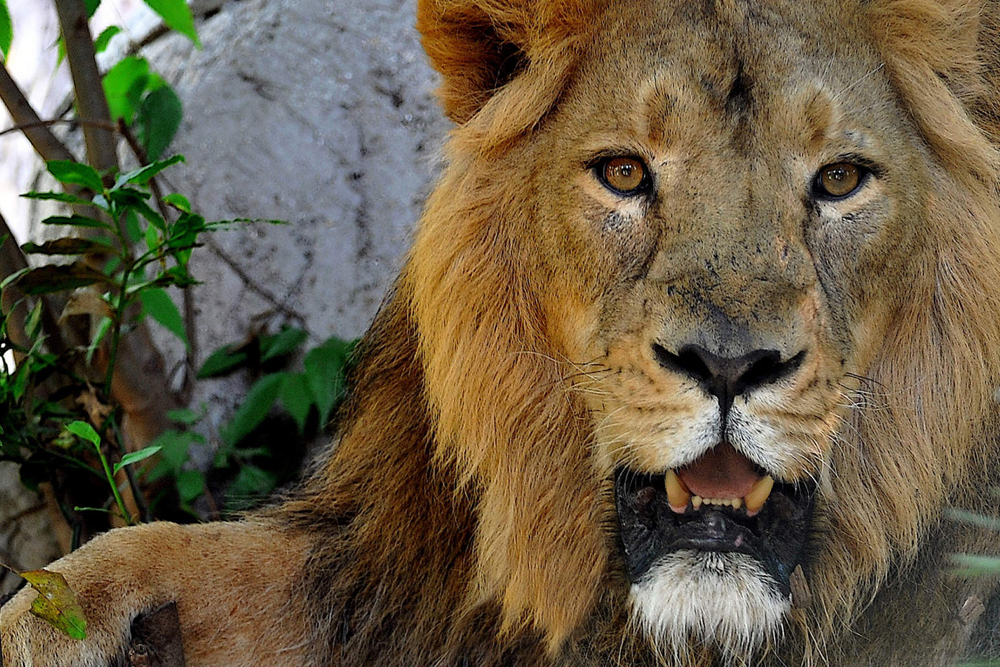 바이오파르코 디 로마 - Image 5 of 6