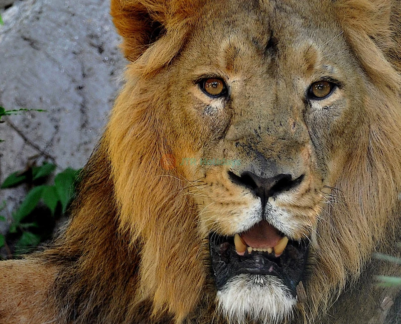 Bioparco di Roma | Visit Rome’s Famous Zoo in Villa Borghese - JTR Holidays - Image 5 of 5