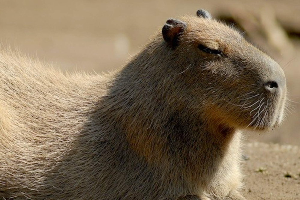 바이오파르코 디 로마 - Image 6 of 6