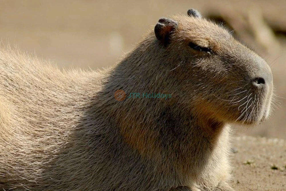 Bioparco di Roma | Visit Rome’s Famous Zoo in Villa Borghese - JTR Holidays - Image 6 of 6