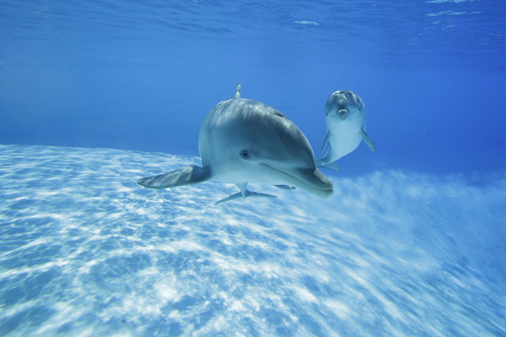 Zoomarine Ticket in Rome - Image 3 of 5