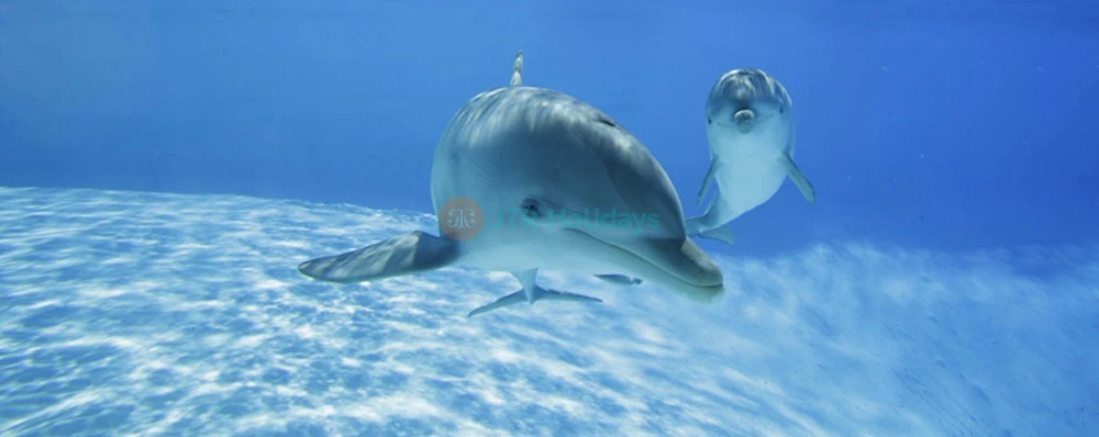 Zoomarine Ticket in Rome - Image 3 of 5