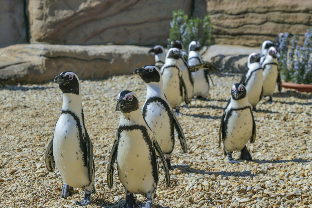 Zoomarine Ticket in Rome - Image 4 of 5