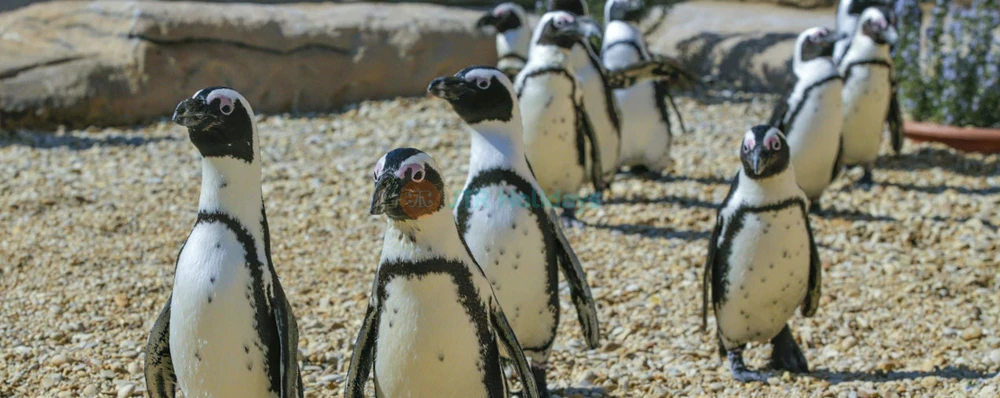 Zoomarine Ticket Rome | Water Park, Animal Shows & Thrill Rides - JTR Holidays - Image 4 of 5