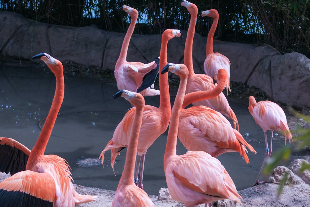 Zoo Aquarium de Madrid - Zoo Aquarium de Madrid ofrece una experiencia única que combina un zoológico y un acuario en un solo lugar. Vea más de 333 especies de animales, incluidos pandas, delfines y tigres blancos. Explore la vida marina con tiburones, tortugas marinas y peces coloridos. Disfrute de emocionantes espectáculos y exhibiciones interactivas para una visita llena de diversión. Zoo Aquarium de Madrid - Imagen 1 de 5
