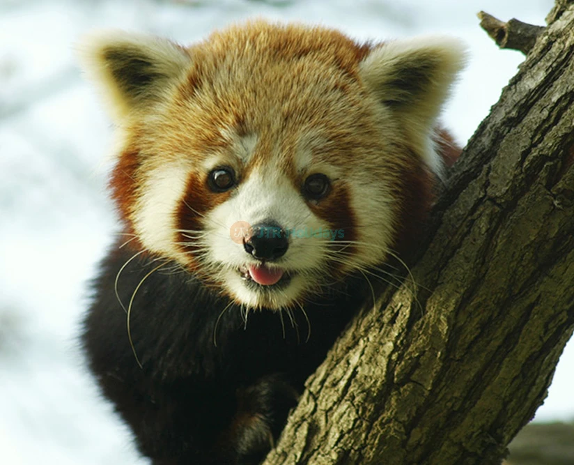 Zoo Aquarium de Madrid | Wildlife & Marine Life Experience in Spain - JTR Holidays - Image 2 of 5