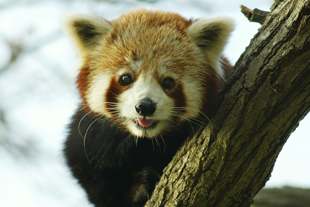 Zoo Aquarium de Madrid - Image 2 of 5