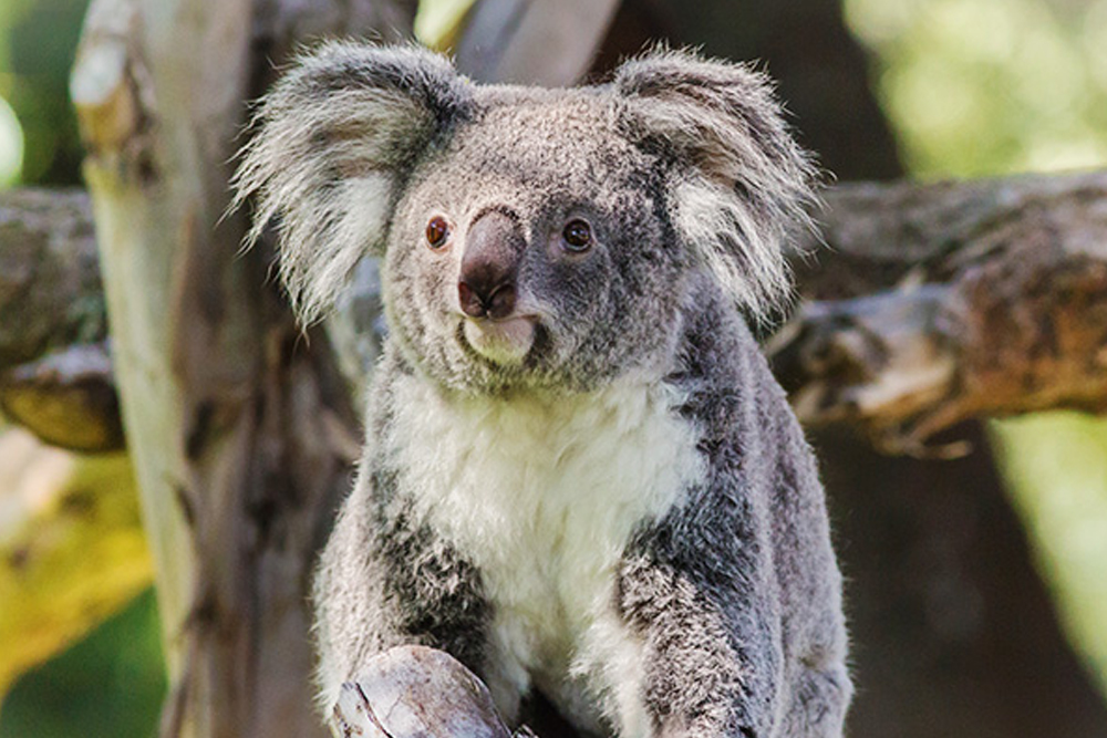 Zoo Aquarium de Madrid - Image 3 of 6
