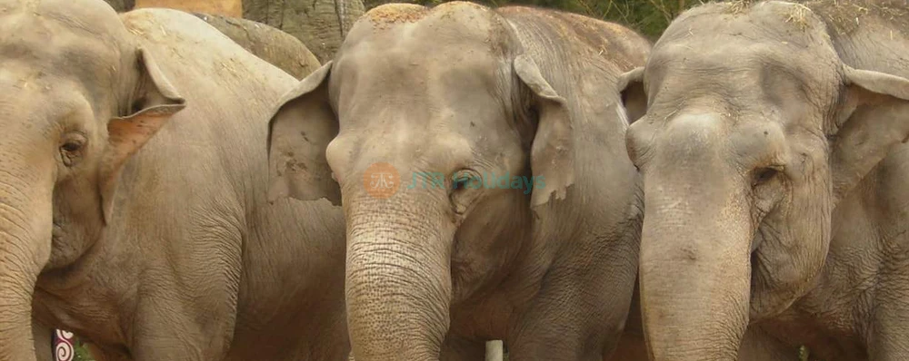 Zoo Aquarium de Madrid | Wildlife & Marine Life Experience in Spain - JTR Holidays - Image 4 of 5