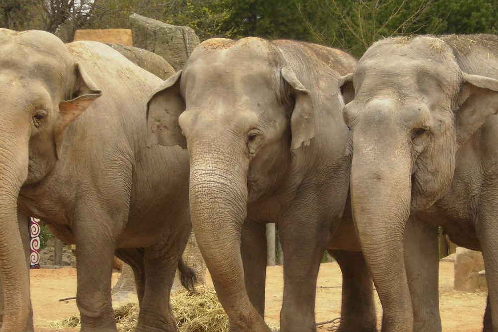 Zoo Aquarium de Madrid - Image 4 of 6
