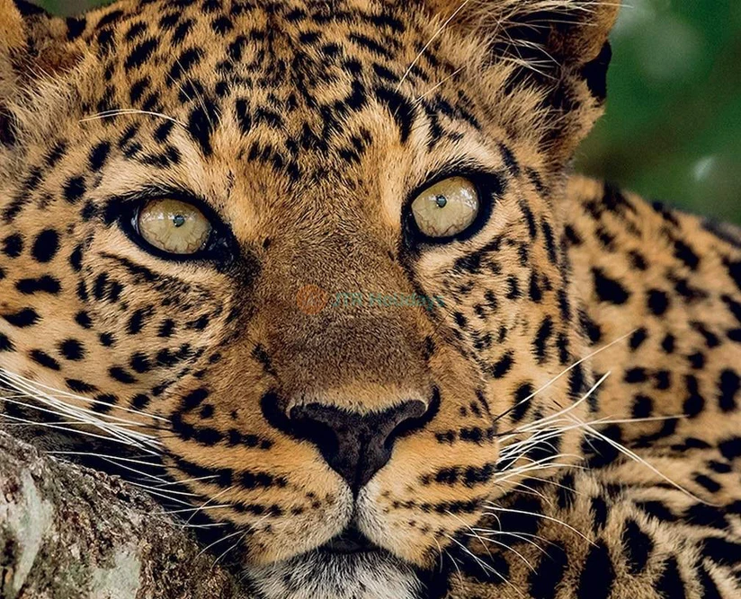 Zoo Aquarium de Madrid | Wildlife & Marine Life Experience in Spain - JTR Holidays - Image 5 of 5