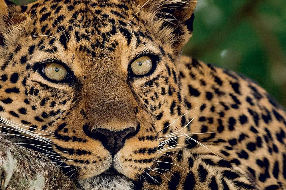 Zoo Aquarium de Madrid - Image 5 of 6