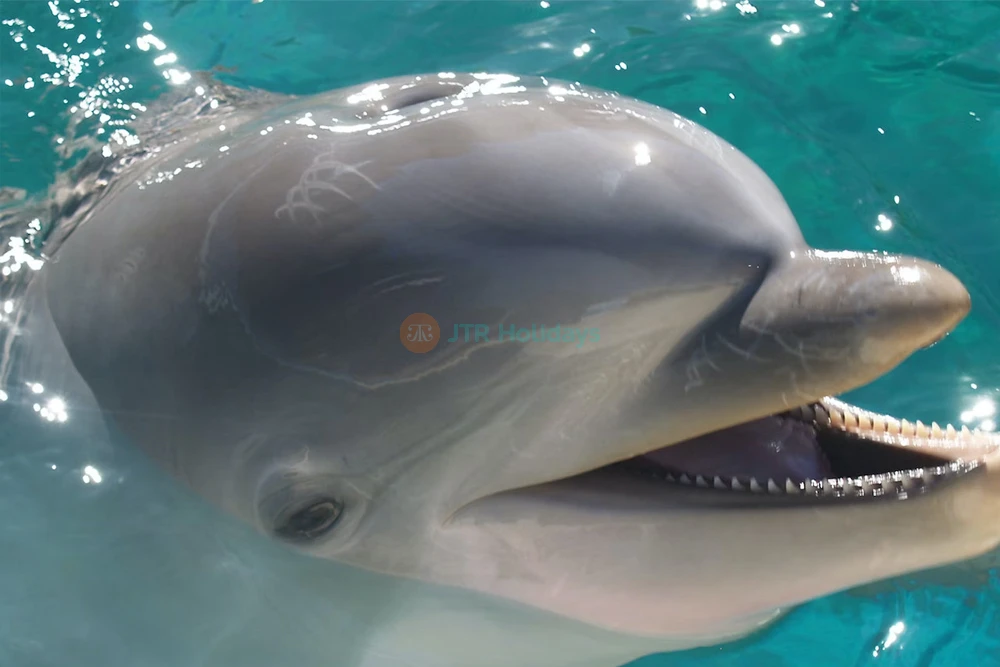 Zoo Aquarium de Madrid | Wildlife & Marine Life Experience in Spain - JTR Holidays - Image 6 of 6